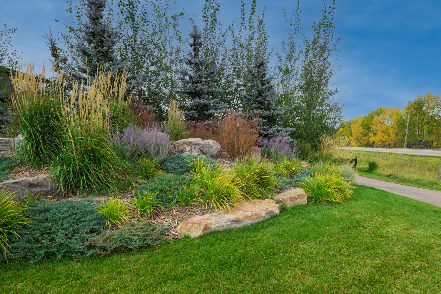 Landscape with evergreen trees, shrubs, and ornamental grasses on a hillside, bordered by a path and lush green grass under a clear blue sky.