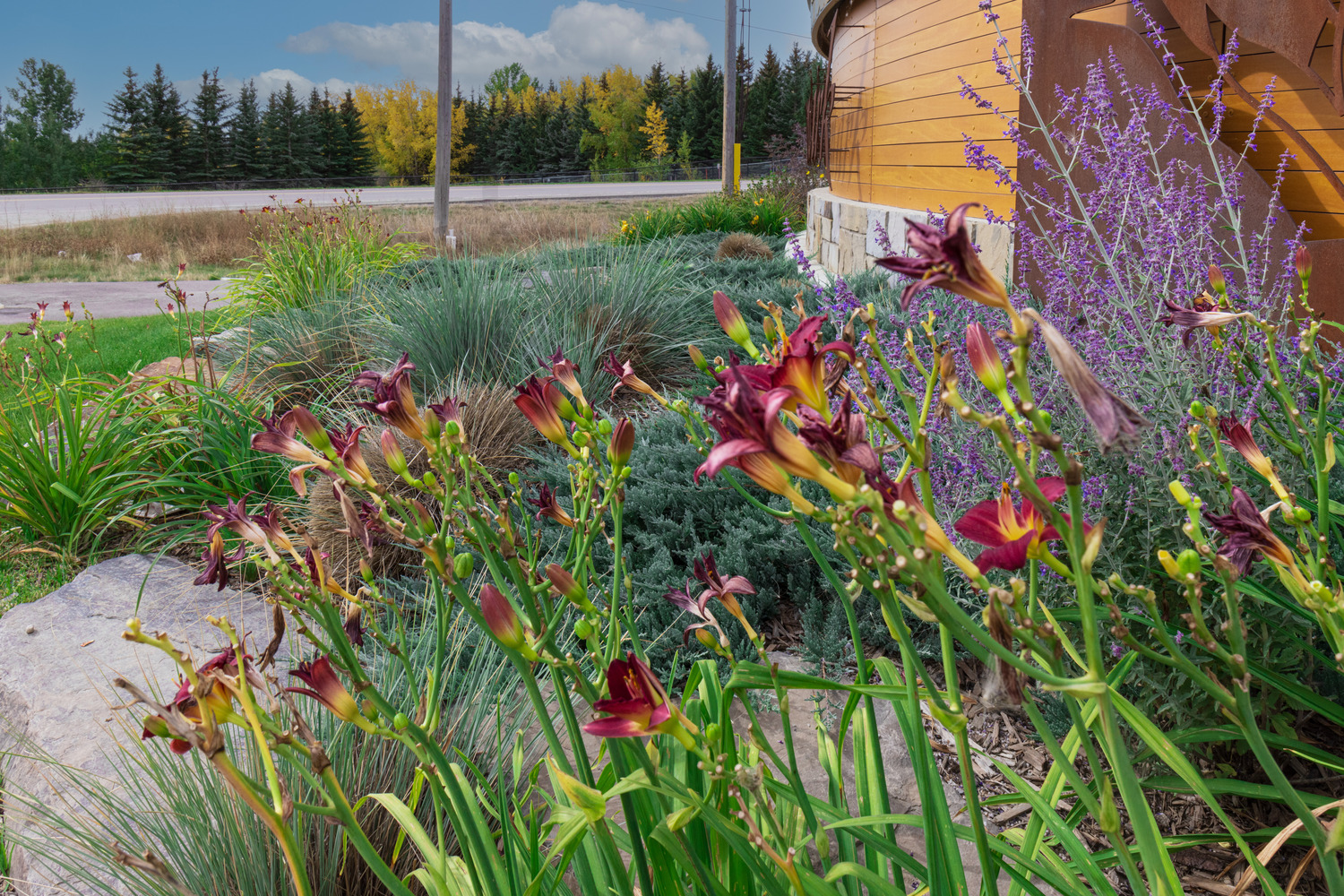 A garden with purple flowers and green foliage, adjacent to a curved wooden structure, with trees and a road visible in the background.