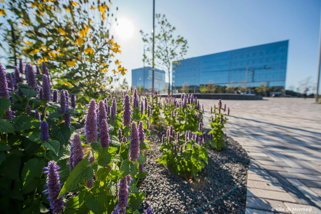 Purple flowers in front of an office building.